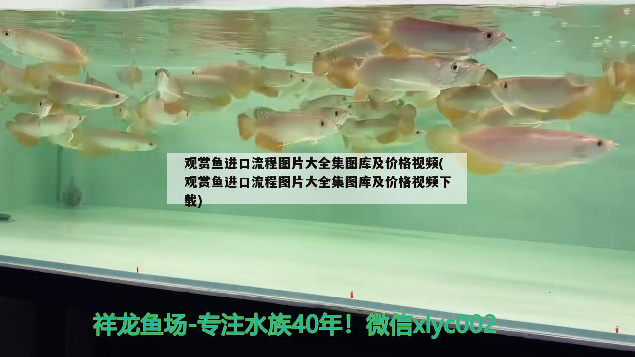 觀賞魚進口流程圖片大全集圖庫及價格視頻(觀賞魚進口流程圖片大全集圖庫及價格視頻下載) 觀賞魚進出口