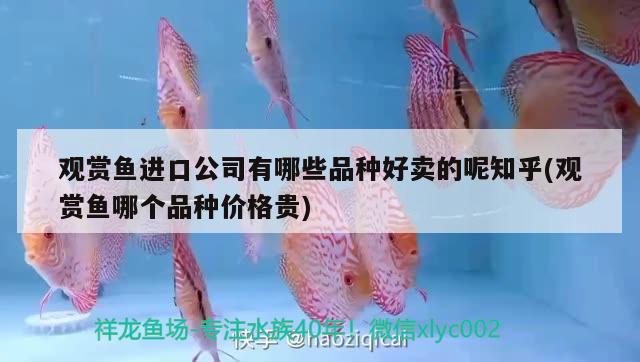 觀賞魚進口公司有哪些品種好賣的呢知乎(觀賞魚哪個品種價格貴) 觀賞魚進出口