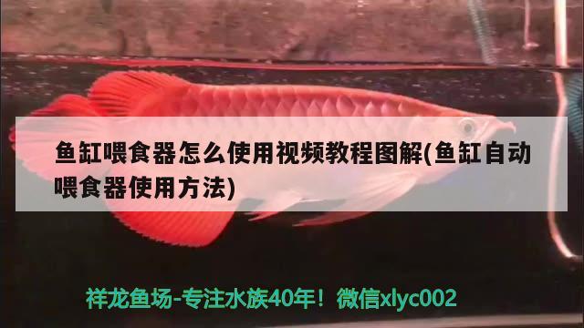 魚缸喂食器怎么使用視頻教程圖解(魚缸自動喂食器使用方法) 喂食器