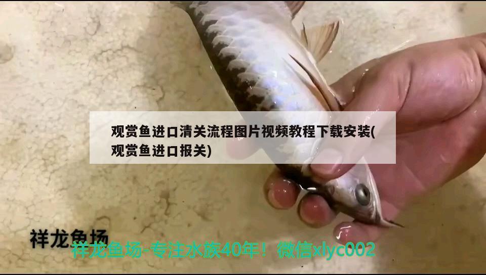 觀賞魚進(jìn)口清關(guān)流程圖片視頻教程下載安裝(觀賞魚進(jìn)口報(bào)關(guān))