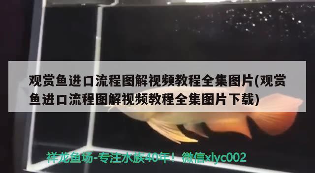 觀賞魚進口流程圖解視頻教程全集圖片(觀賞魚進口流程圖解視頻教程全集圖片下載) 觀賞魚進出口