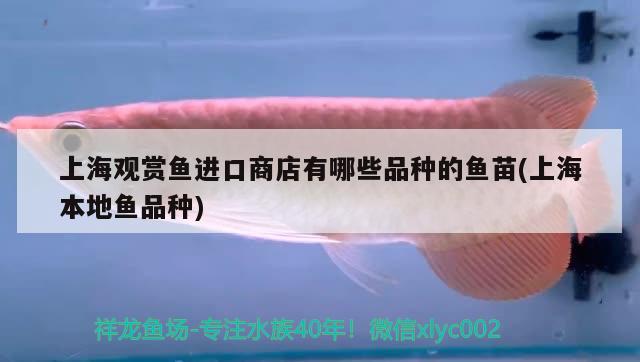 上海觀賞魚進(jìn)口商店有哪些品種的魚苗(上海本地魚品種)