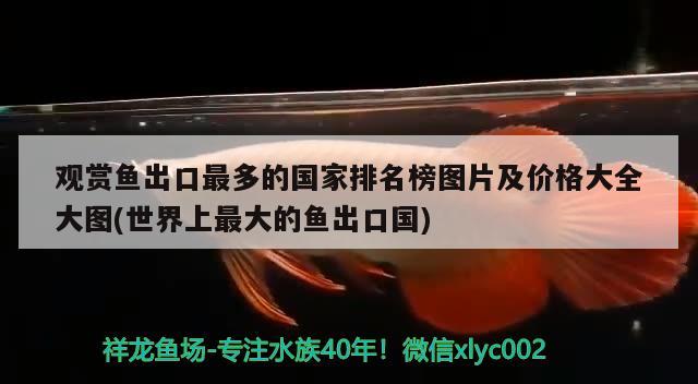 觀賞魚出口最多的國家排名榜圖片及價(jià)格大全大圖(世界上最大的魚出口國)