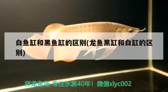 白魚缸和黑魚缸的區(qū)別(龍魚黑缸和白缸的區(qū)別)