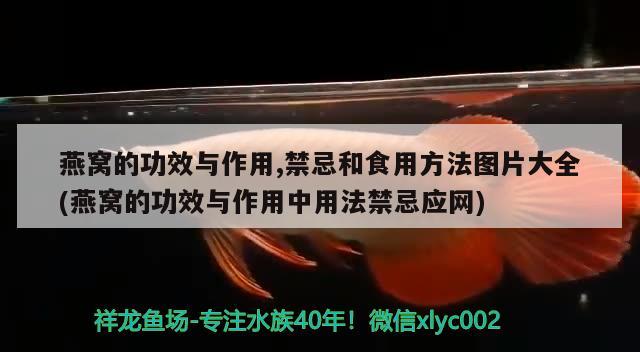 燕窩的功效與作用,禁忌和食用方法圖片大全(燕窩的功效與作用中用法禁忌應網(wǎng)) 馬來西亞燕窩