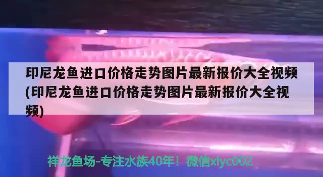 印尼龍魚進口價格走勢圖片最新報價大全視頻(印尼龍魚進口價格走勢圖片最新報價大全視頻) 觀賞魚進出口