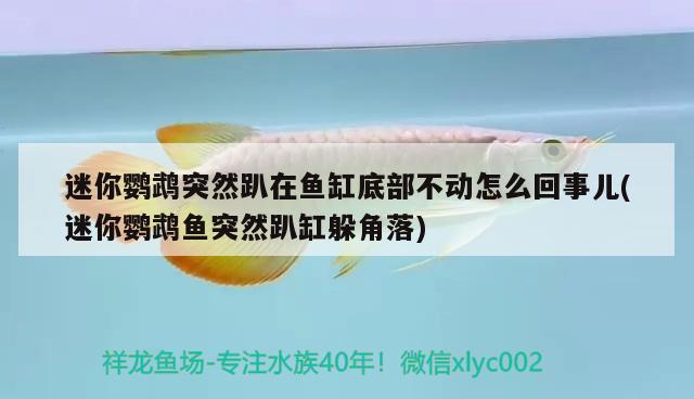 迷你鸚鵡突然趴在魚缸底部不動怎么回事兒(迷你鸚鵡魚突然趴缸躲角落) 鸚鵡魚