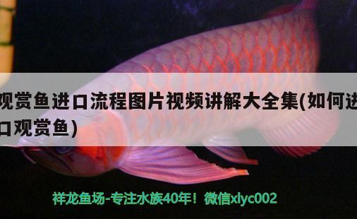 觀賞魚進(jìn)口流程圖片視頻講解大全集(如何進(jìn)口觀賞魚) 觀賞魚進(jìn)出口