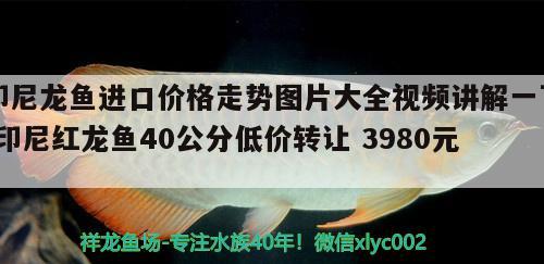 印尼龍魚進口價格走勢圖片大全視頻講解一下(印尼紅龍魚40公分低價轉(zhuǎn)讓3980元)