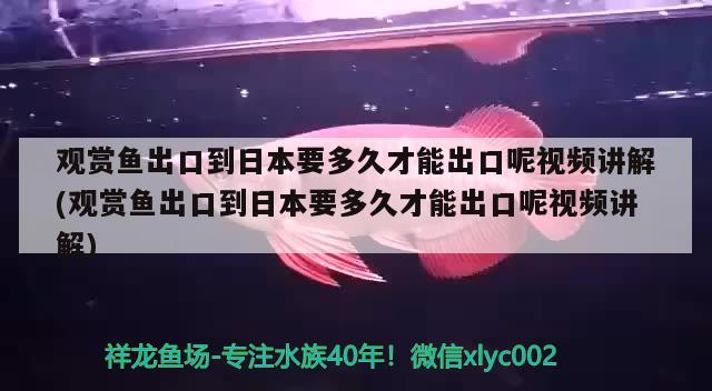 觀賞魚出口到日本要多久才能出口呢視頻講解(觀賞魚出口到日本要多久才能出口呢視頻講解)