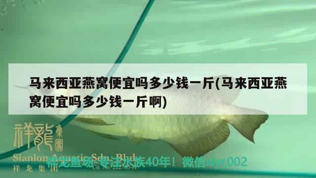 馬來西亞燕窩便宜嗎多少錢一斤(馬來西亞燕窩便宜嗎多少錢一斤啊)