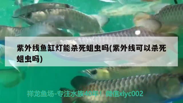 紫外線魚缸燈能殺死蛆蟲嗎(紫外線可以殺死蛆蟲嗎)