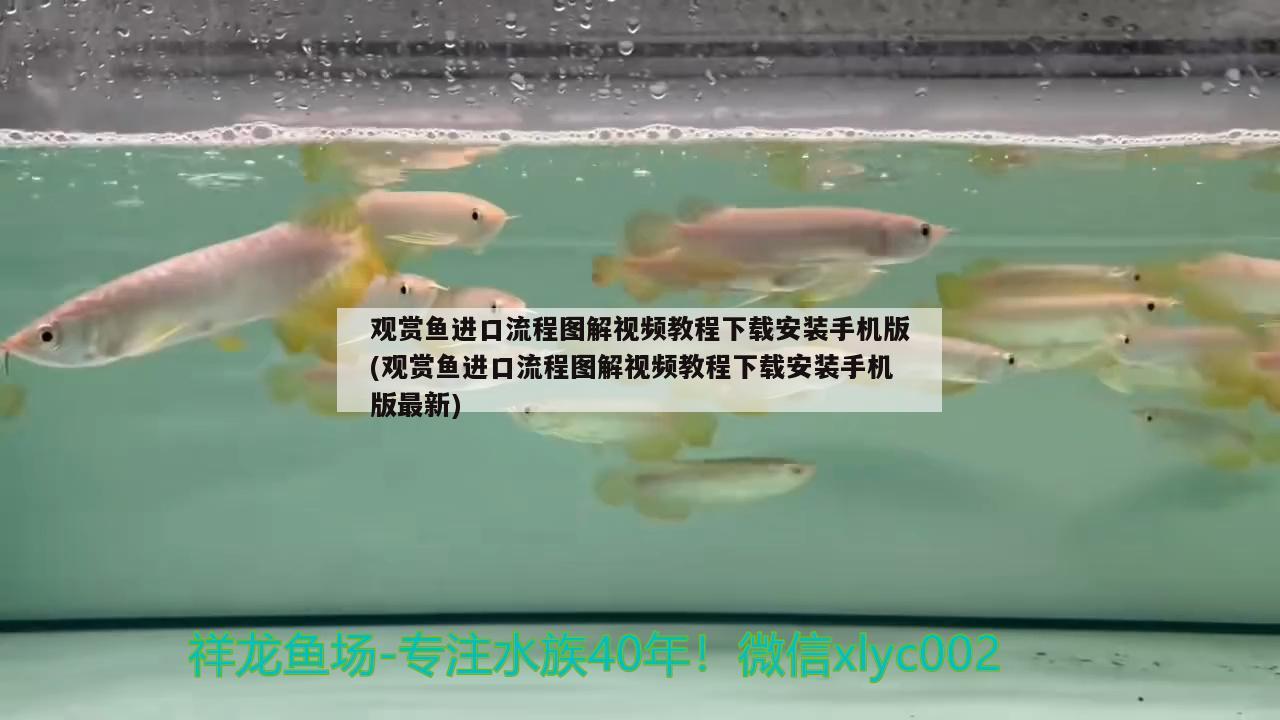 觀(guān)賞魚(yú)進(jìn)口流程圖解視頻教程下載安裝手機(jī)版(觀(guān)賞魚(yú)進(jìn)口流程圖解視頻教程下載安裝手機(jī)版最新) 觀(guān)賞魚(yú)進(jìn)出口