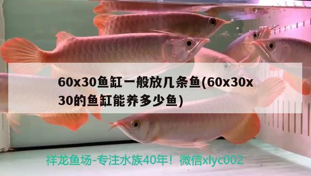 60x30魚缸一般放幾條魚(60x30x30的魚缸能養(yǎng)多少魚) 電鰻