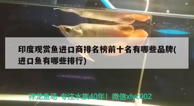 印度觀賞魚進口商排名榜前十名有哪些品牌(進口魚有哪些排行) 觀賞魚進出口