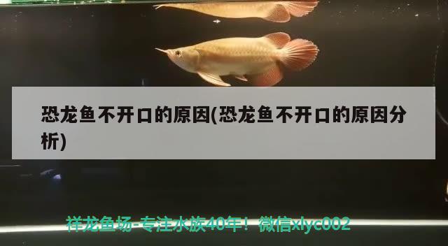 恐龍魚不開口的原因(恐龍魚不開口的原因分析)