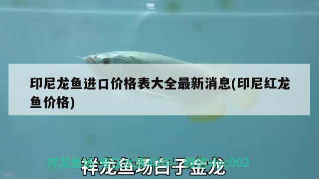 印尼龍魚進(jìn)口價(jià)格表大全最新消息(印尼紅龍魚價(jià)格)