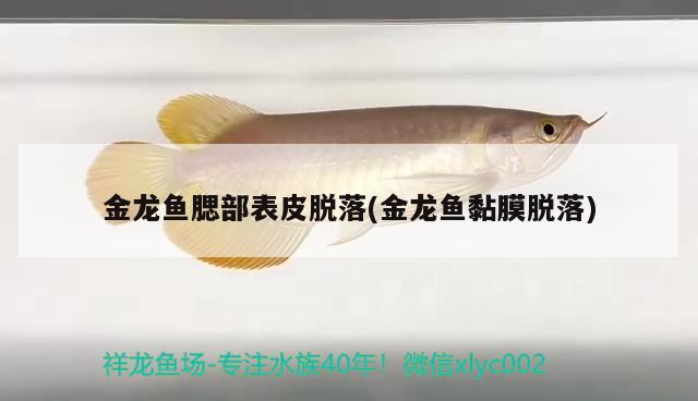 金龍魚(yú)腮部表皮脫落(金龍魚(yú)黏膜脫落) 魚(yú)缸凈水劑