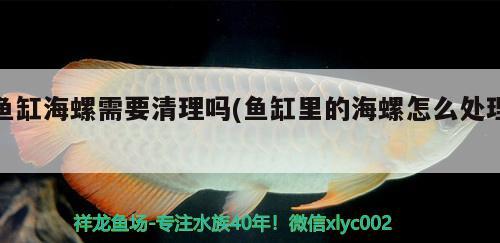 魚缸海螺需要清理嗎(魚缸里的海螺怎么處理) 廣州龍魚批發(fā)市場