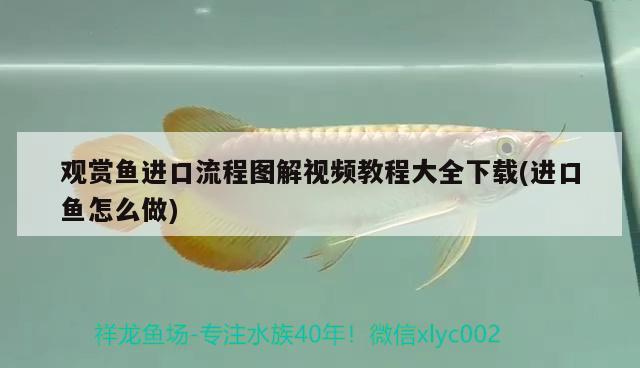 觀賞魚進口流程圖解視頻教程大全下載(進口魚怎么做) 觀賞魚進出口