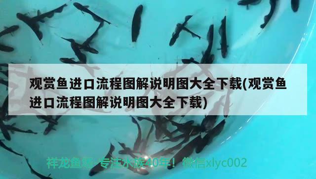 觀賞魚進(jìn)口流程圖解說(shuō)明圖大全下載(觀賞魚進(jìn)口流程圖解說(shuō)明圖大全下載) 觀賞魚進(jìn)出口