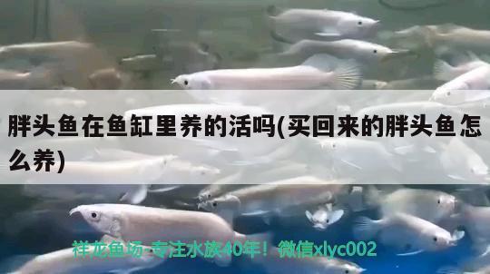 胖頭魚在魚缸里養(yǎng)的活嗎(買回來的胖頭魚怎么養(yǎng)) 三間鼠魚