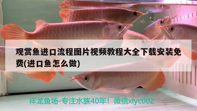 觀賞魚進口流程圖片視頻教程大全下載安裝免費(進口魚怎么做) 觀賞魚進出口