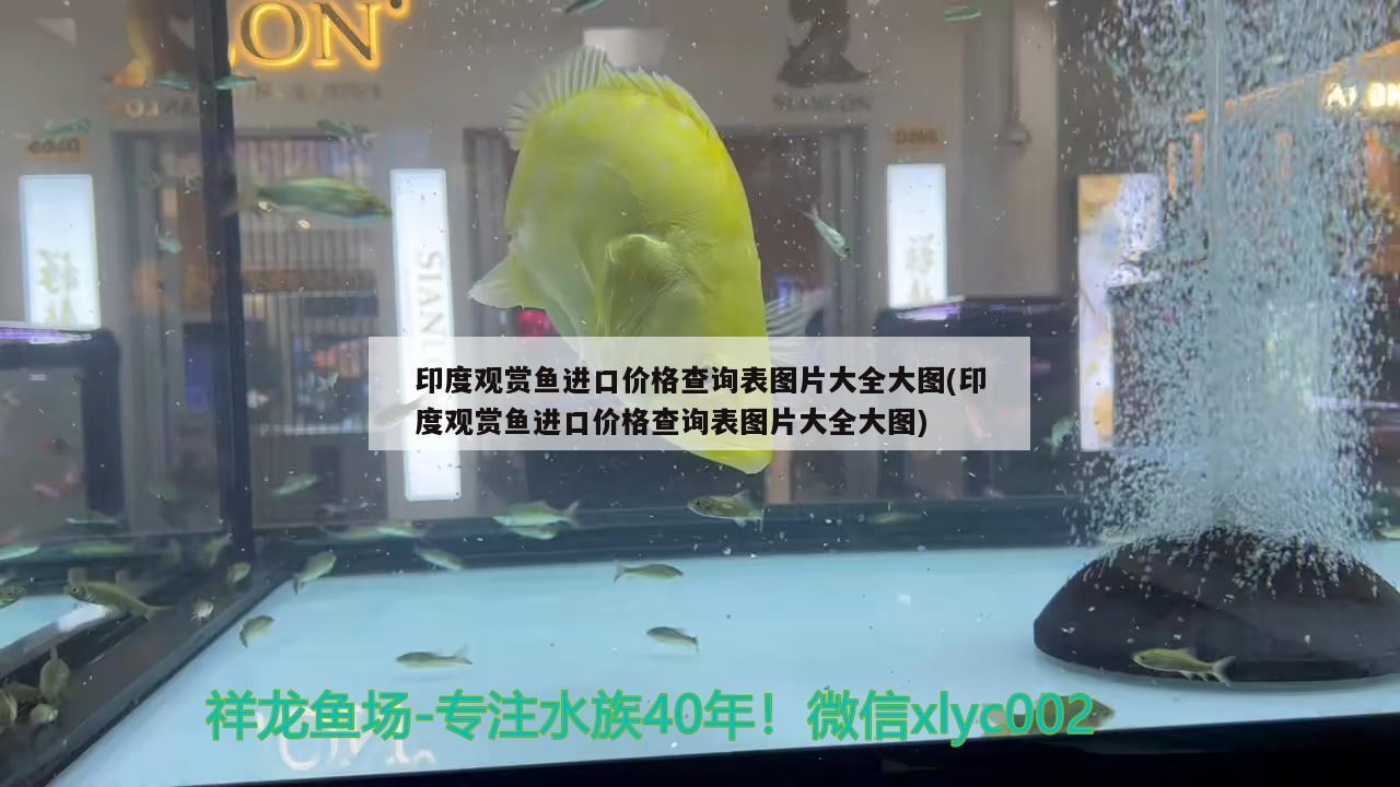 印度觀賞魚進(jìn)口價(jià)格查詢表圖片大全大圖(印度觀賞魚進(jìn)口價(jià)格查詢表圖片大全大圖) 觀賞魚進(jìn)出口