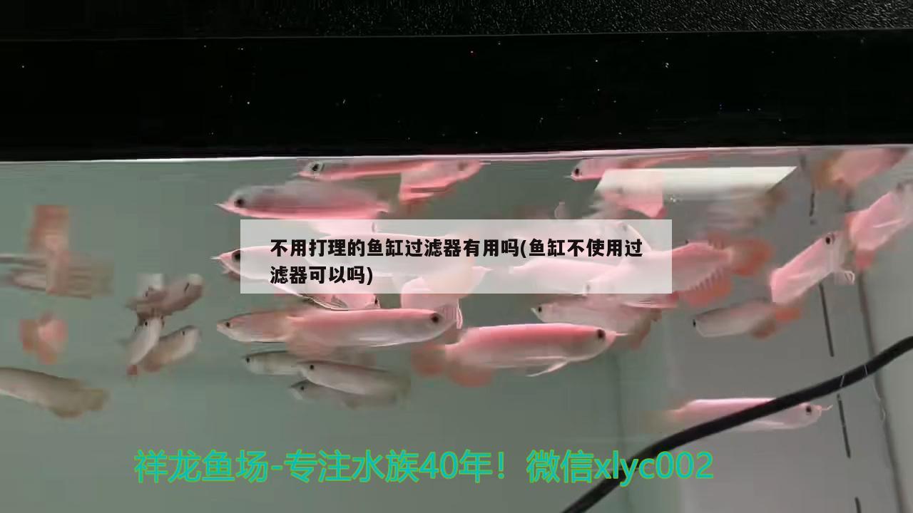 不用打理的魚缸過濾器有用嗎(魚缸不使用過濾器可以嗎) 虎紋銀版魚