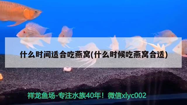 什么時(shí)間適合吃燕窩(什么時(shí)候吃燕窩合適) 馬來西亞燕窩