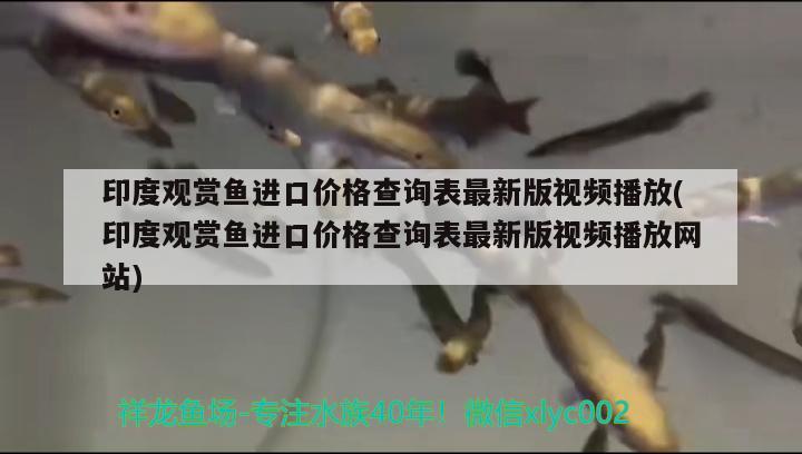 印度觀賞魚進口價格查詢表最新版視頻播放(印度觀賞魚進口價格查詢表最新版視頻播放網(wǎng)站) 觀賞魚進出口