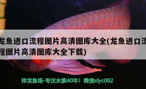 龍魚(yú)進(jìn)口流程圖片高清圖庫(kù)大全(龍魚(yú)進(jìn)口流程圖片高清圖庫(kù)大全下載)