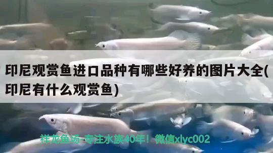 印尼觀賞魚進口品種有哪些好養(yǎng)的圖片大全(印尼有什么觀賞魚) 觀賞魚進出口