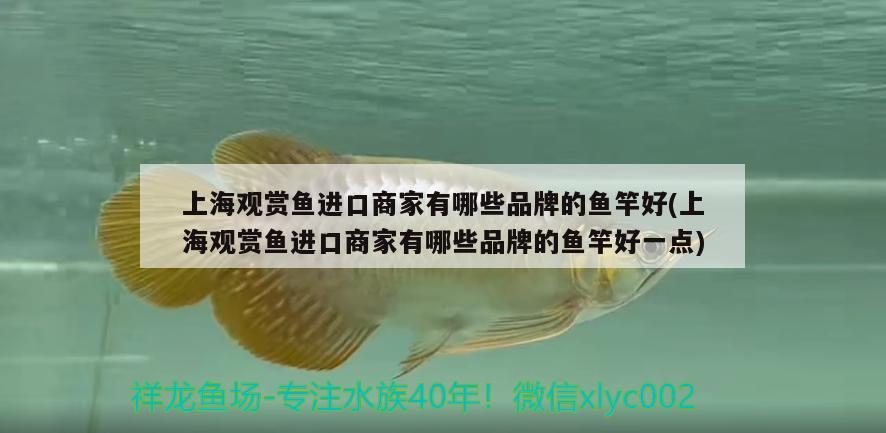 上海觀賞魚進(jìn)口商家有哪些品牌的魚竿好(上海觀賞魚進(jìn)口商家有哪些品牌的魚竿好一點(diǎn)) 垂釣樂(lè)園 第2張