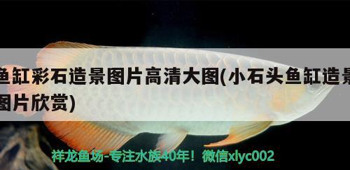 魚(yú)缸彩石造景圖片高清大圖(小石頭魚(yú)缸造景圖片欣賞)