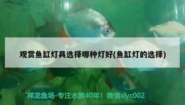 觀賞魚缸燈具選擇哪種燈好(魚缸燈的選擇)