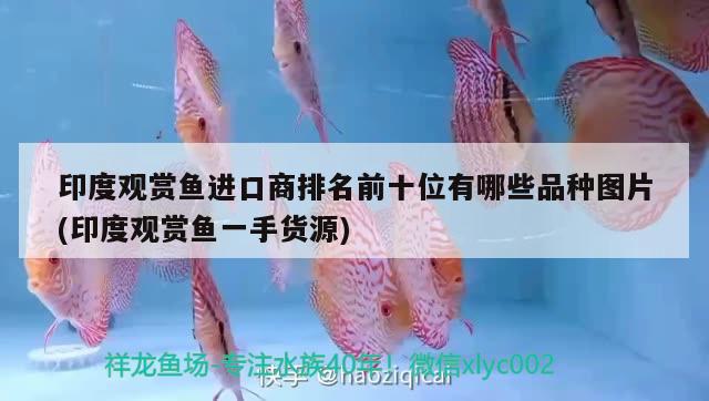 印度觀賞魚進(jìn)口商排名前十位有哪些品種圖片(印度觀賞魚一手貨源) 觀賞魚進(jìn)出口