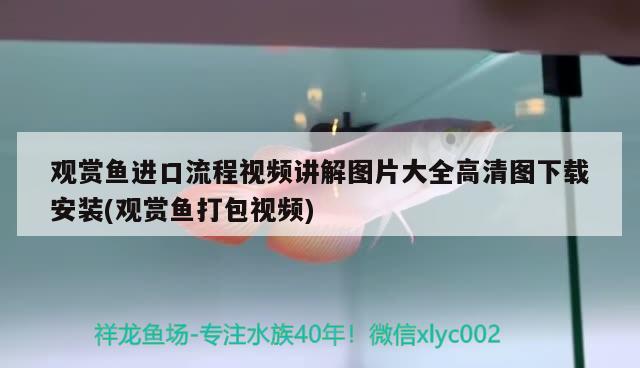 觀賞魚進口流程視頻講解圖片大全高清圖下載安裝(觀賞魚打包視頻)