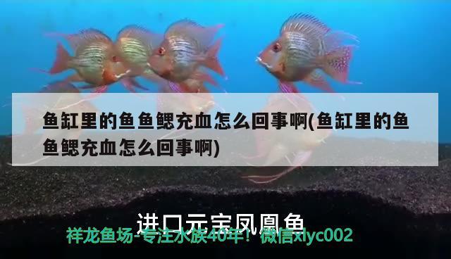 魚缸里的魚魚鰓充血怎么回事啊(魚缸里的魚魚鰓充血怎么回事啊) 三間鼠魚苗