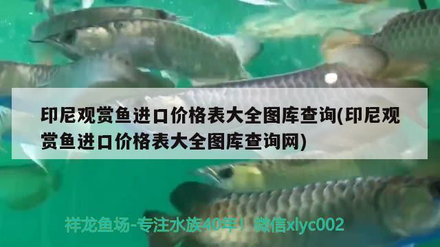 印尼觀賞魚進口價格表大全圖庫查詢(印尼觀賞魚進口價格表大全圖庫查詢網)