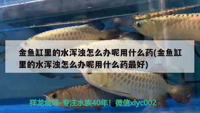 金魚(yú)缸里的水渾濁怎么辦呢用什么藥(金魚(yú)缸里的水渾濁怎么辦呢用什么藥最好) 刀魚(yú)魚(yú)