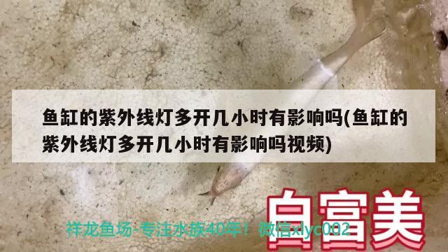 魚缸的紫外線燈多開幾小時有影響嗎(魚缸的紫外線燈多開幾小時有影響嗎視頻) 新加坡號半紅龍魚（練手級紅龍魚）