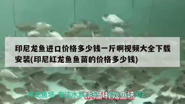 印尼龍魚進口價格多少錢一斤啊視頻大全下載安裝(印尼紅龍魚魚苗的價格多少錢) 紅龍魚百科