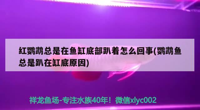 紅鸚鵡總是在魚缸底部趴著怎么回事(鸚鵡魚總是趴在缸底原因)