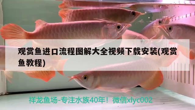 觀賞魚進(jìn)口流程圖解大全視頻下載安裝(觀賞魚教程)