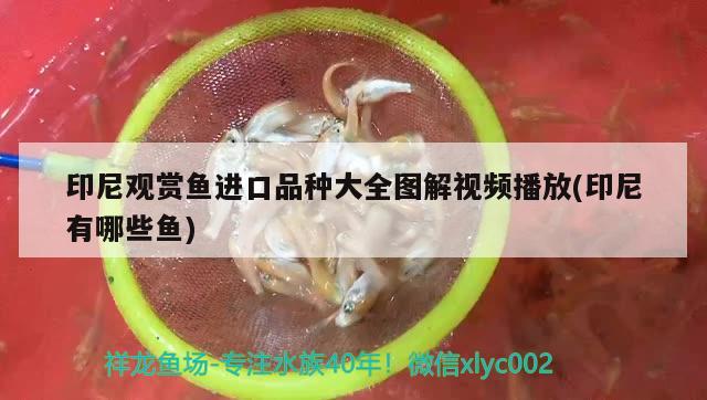 印尼觀賞魚進(jìn)口品種大全圖解視頻播放(印尼有哪些魚)