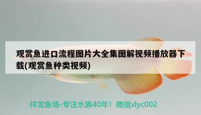 觀賞魚進口流程圖片大全集圖解視頻播放器下載(觀賞魚種類視頻)