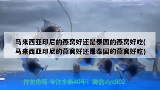 馬來西亞印尼的燕窩好還是泰國的燕窩好吃(馬來西亞印尼的燕窩好還是泰國的燕窩好吃) 馬來西亞燕窩