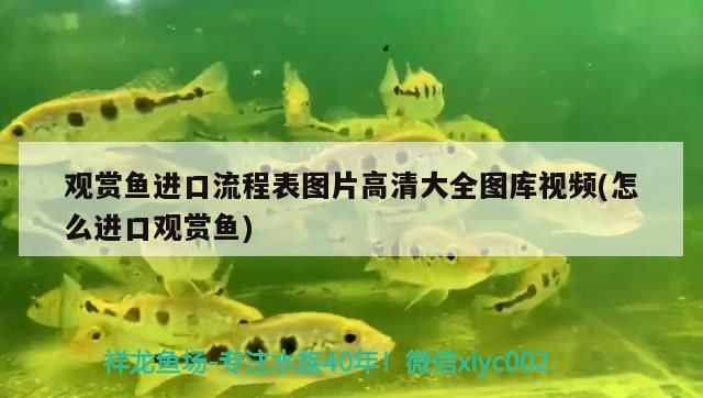 觀(guān)賞魚(yú)進(jìn)口流程表圖片高清大全圖庫(kù)視頻(怎么進(jìn)口觀(guān)賞魚(yú)) 觀(guān)賞魚(yú)進(jìn)出口