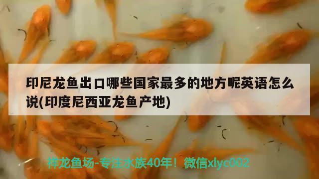 印尼龍魚出口哪些國家最多的地方呢英語怎么說(印度尼西亞龍魚產(chǎn)地)